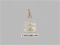 藏品(昏光苔蛾)的圖片